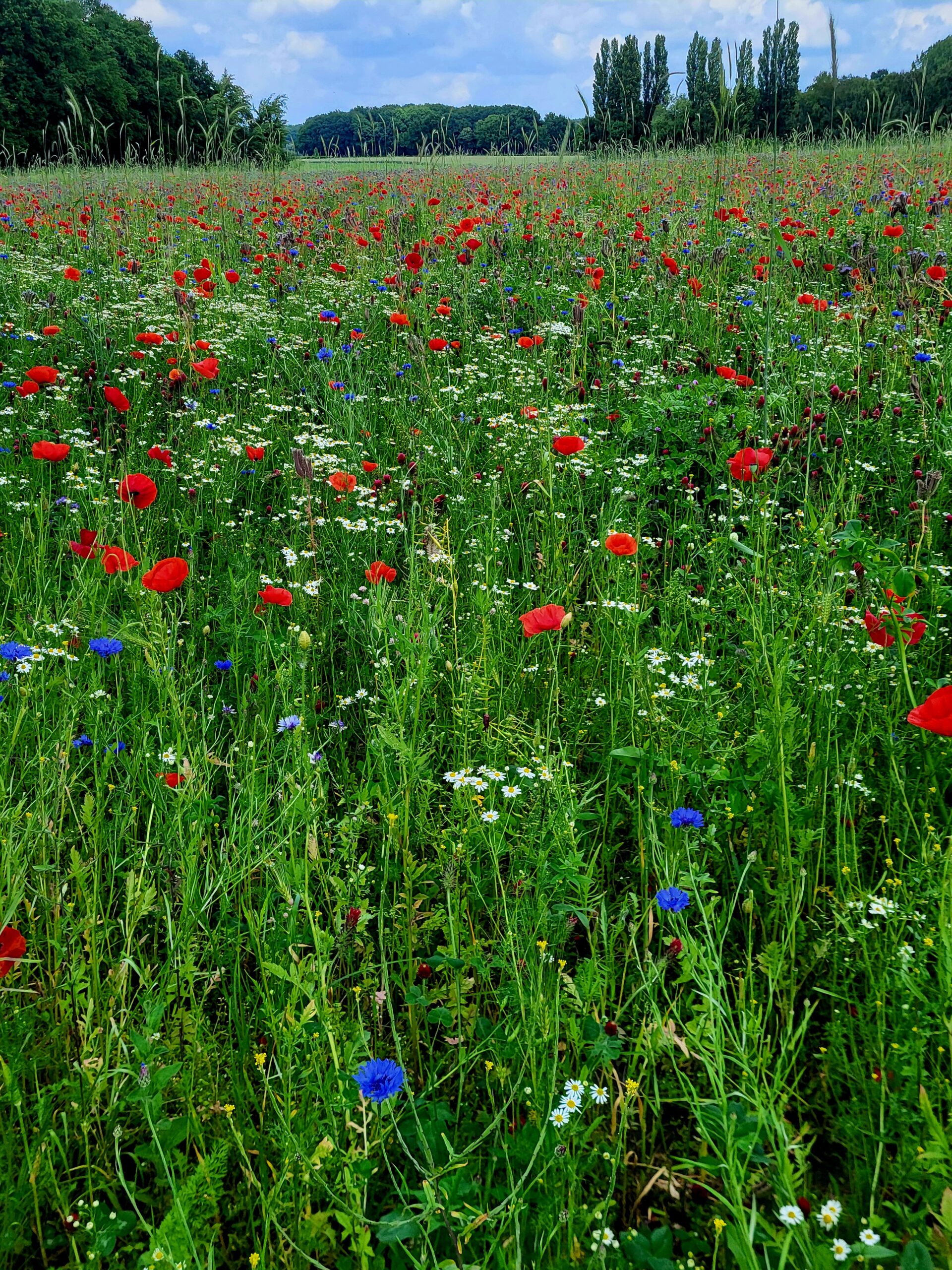 Read more about the article Blogreihe: Fragen rund um Autismus – Teil 1: Eltern