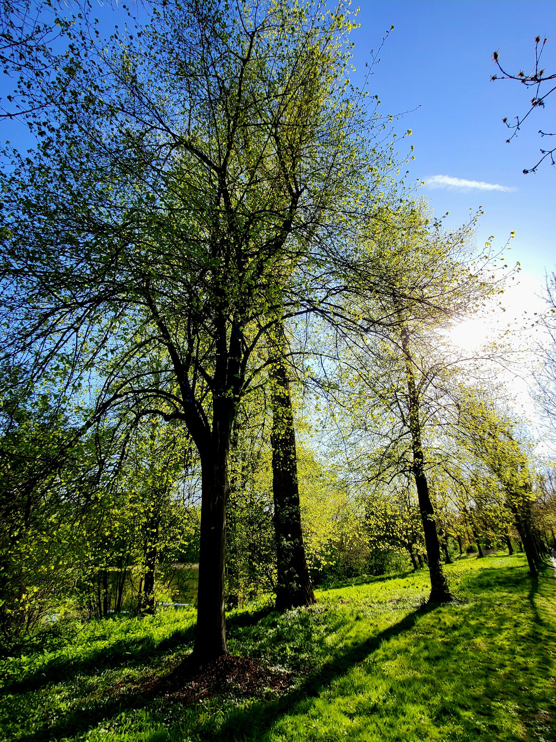 Read more about the article Blogreihe: Fragen rund um Autismus – Teil 2: Erwachsene Betroffene