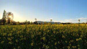 Warum bin ich nach sozialen Kontakten so erschöpft? Ursachen verstehen und Nervensystem regulieren (Autismus)